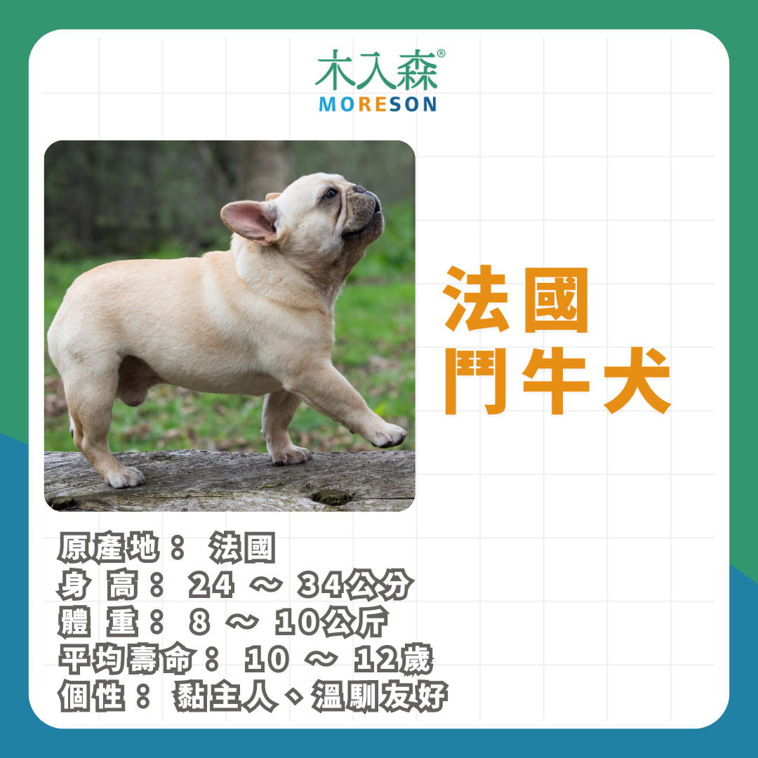 21種狗狗品種總整理｜養狗狗前必讀