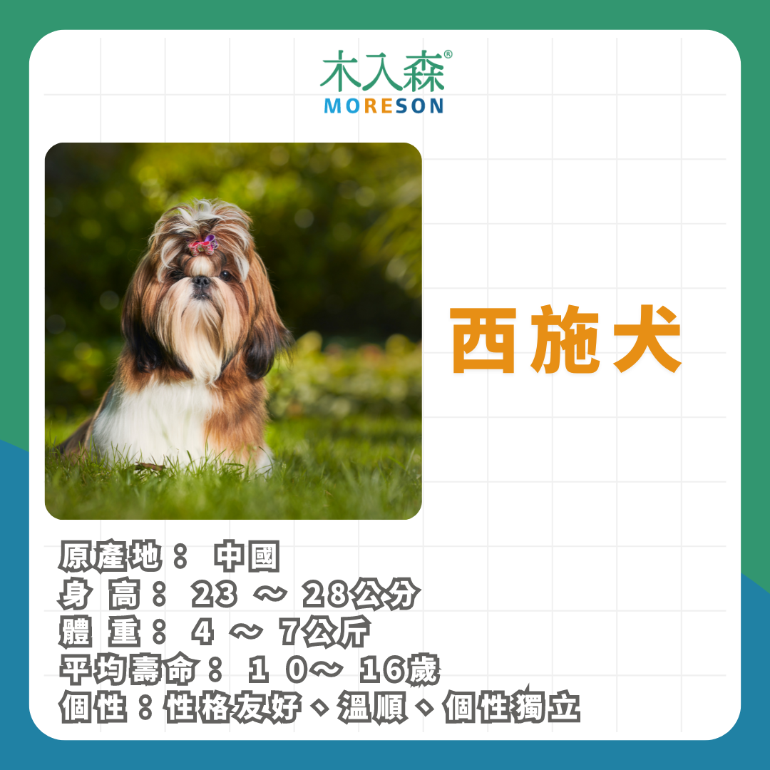 21種狗狗品種總整理｜養狗狗前必讀