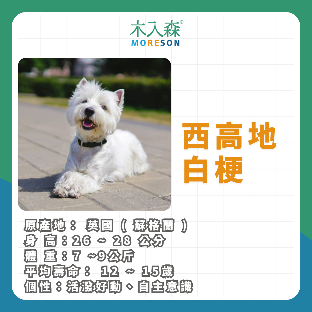 21種狗狗品種總整理｜養狗狗前必讀