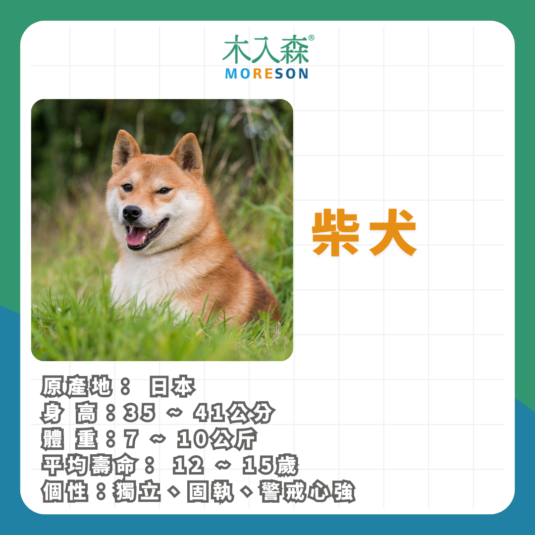 21種狗狗品種總整理｜養狗狗前必讀