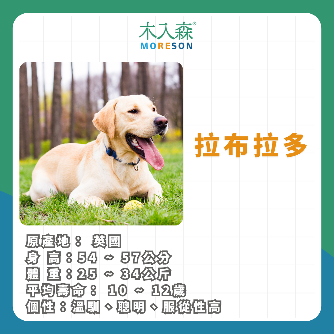 21種狗狗品種總整理｜養狗狗前必讀