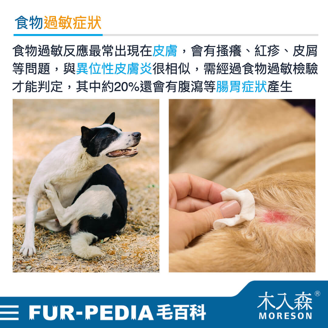 狗狗食物過敏原排行,誰是TOP10癢癢元凶? 狗狗食物過敏原排行,誰是TOP10癢癢元凶?