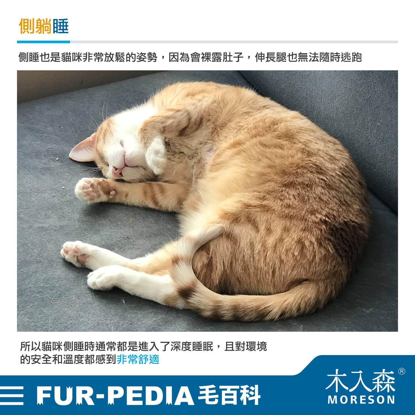 貓睡到翻肚是什麼意思? 5 種貓睡姿大解析,了解喵星人在想什麼! 貓睡到翻肚是什麼意思? 5 種貓睡姿大解析,了解喵星人在想什麼!