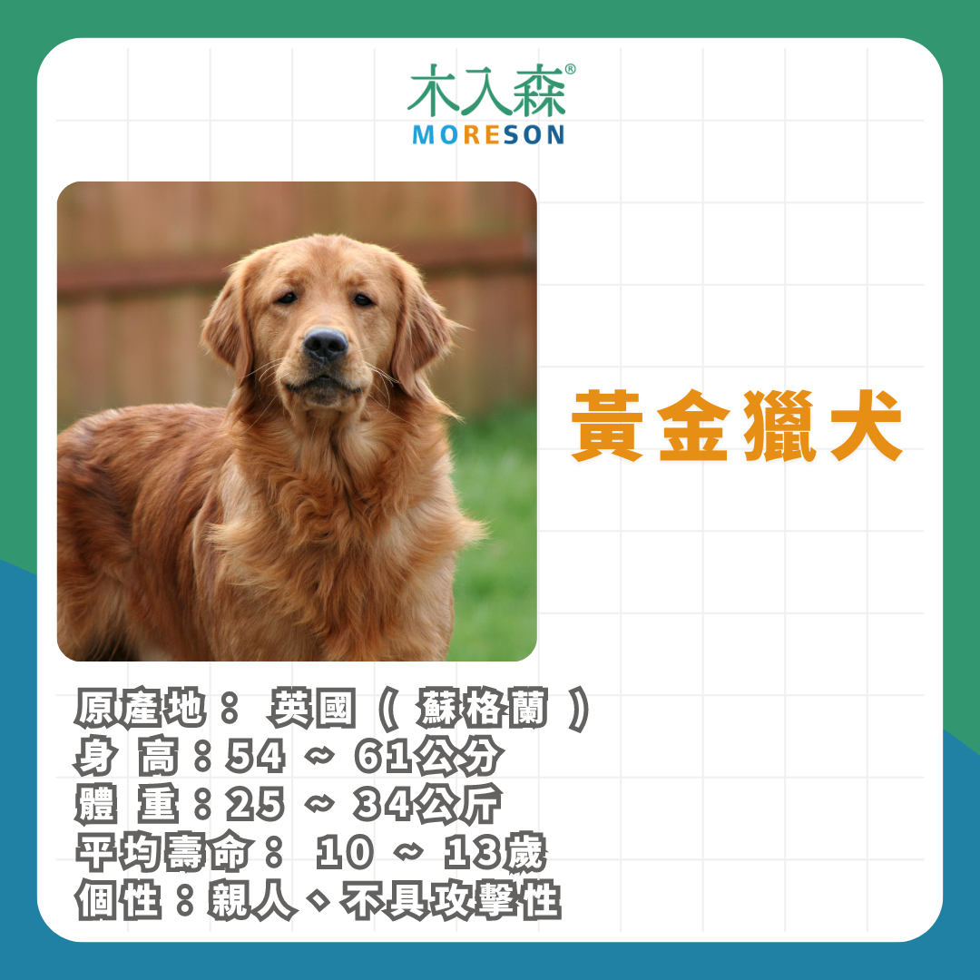 21種狗狗品種總整理｜養狗狗前必讀