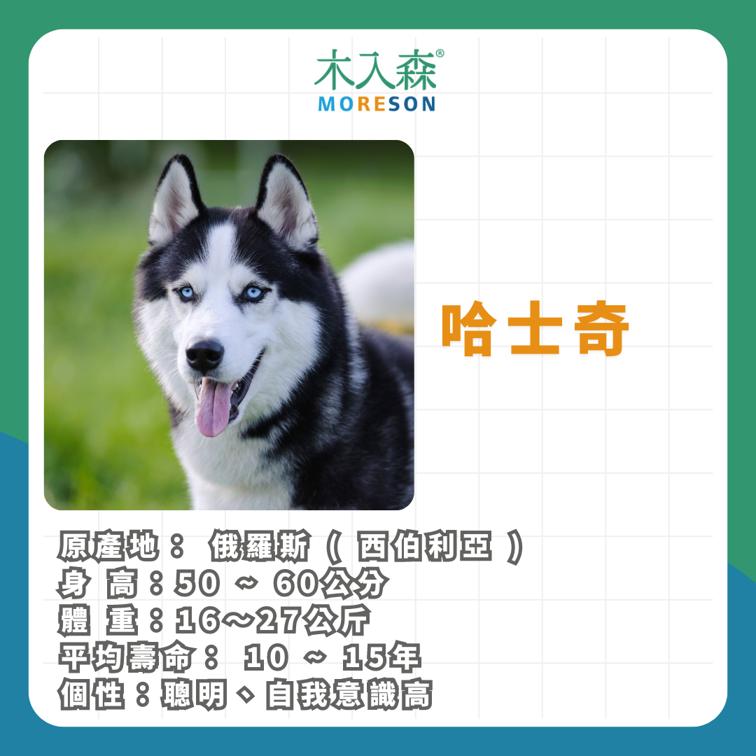 21種狗狗品種總整理｜養狗狗前必讀