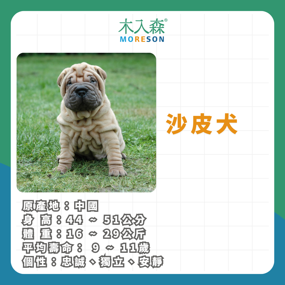 21種狗狗品種總整理｜養狗狗前必讀