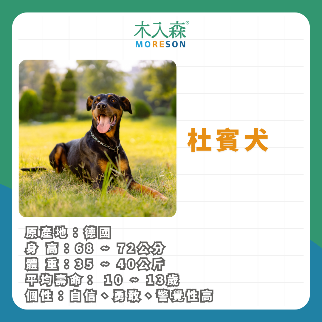 21種狗狗品種總整理｜養狗狗前必讀