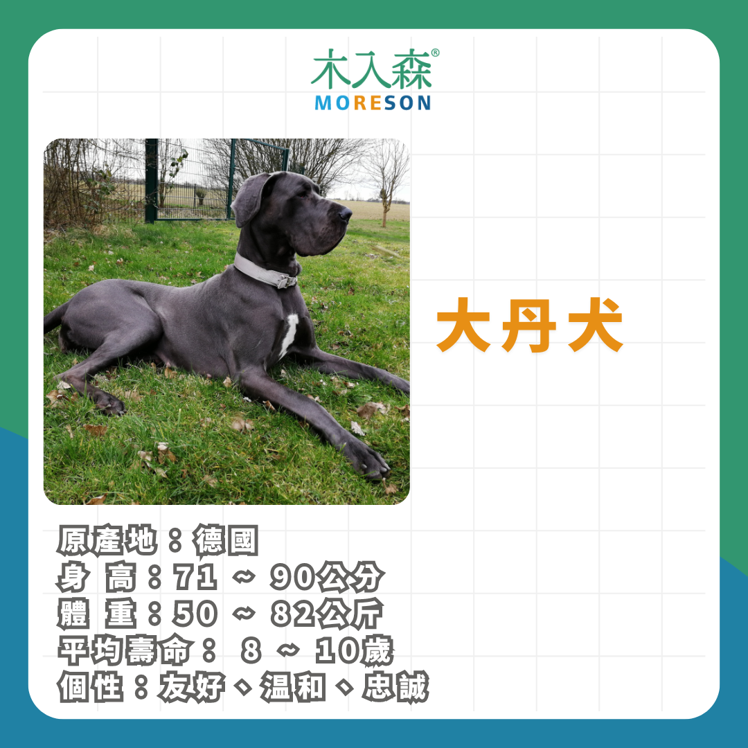 21種狗狗品種總整理｜養狗狗前必讀