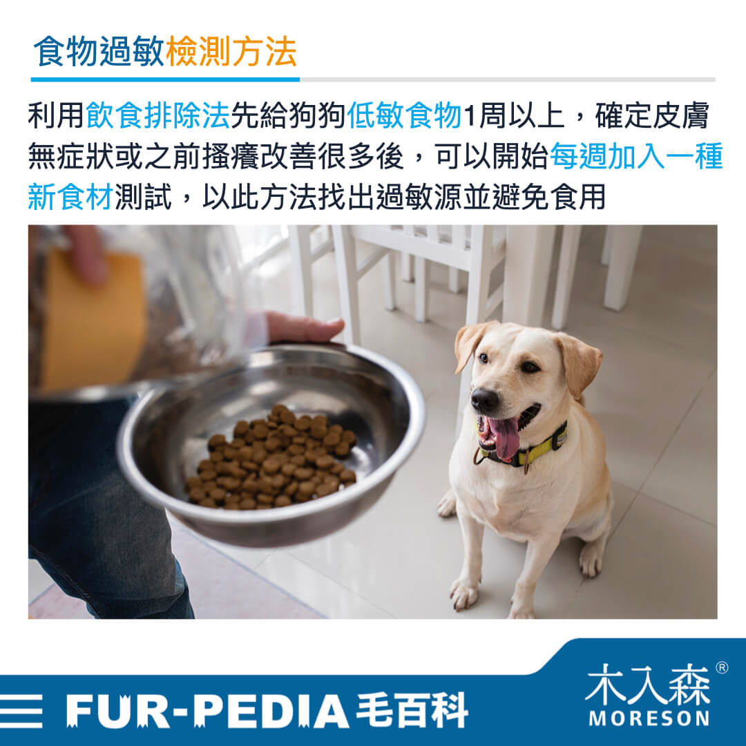 狗狗食物過敏原排行,誰是TOP10癢癢元凶? 狗狗食物過敏原排行,誰是TOP10癢癢元凶?