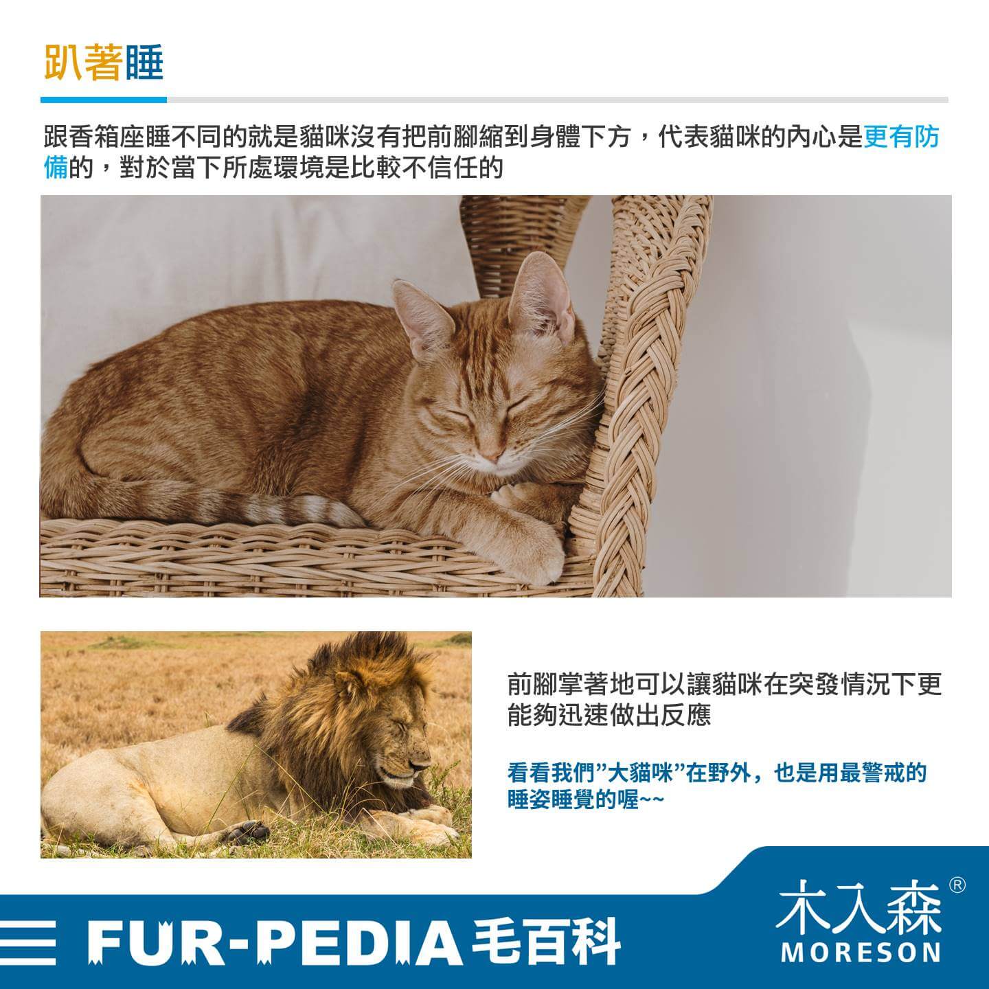 貓睡到翻肚是什麼意思? 5 種貓睡姿大解析,了解喵星人在想什麼! 貓睡到翻肚是什麼意思? 5 種貓睡姿大解析,了解喵星人在想什麼!