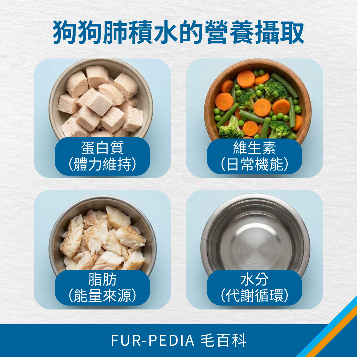 四個碗中分別裝有蛋白質、蔬菜、脂肪與清水，對應狗狗在肺積水時需要補充的營養種類