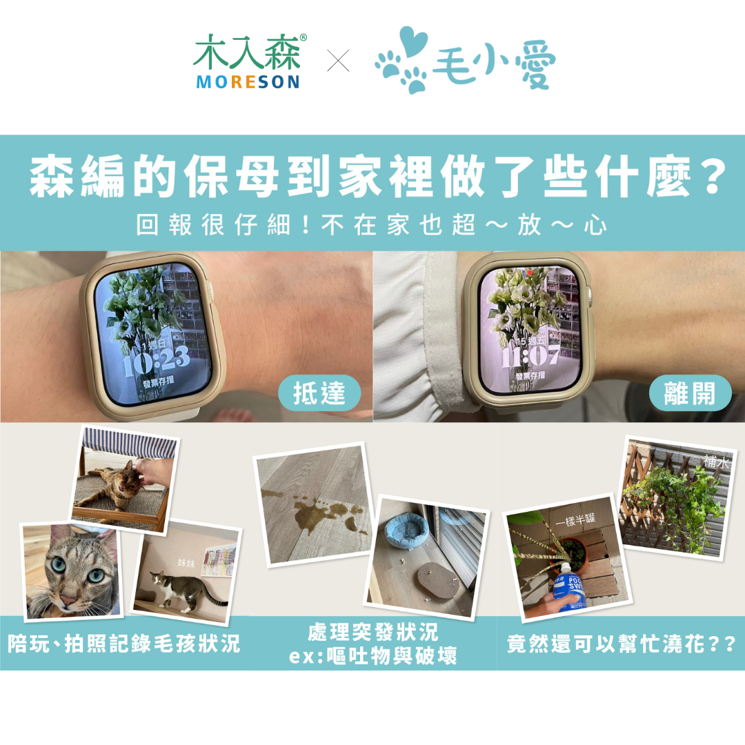 端午連假寵物不知道怎麼辦？寵物旅館、寵物保姆，寄宿方式如何選擇？