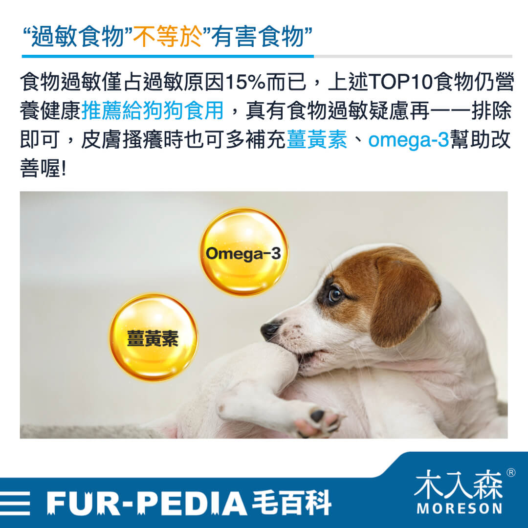 狗狗食物過敏原排行,誰是TOP10癢癢元凶? 狗狗食物過敏原排行,誰是TOP10癢癢元凶?