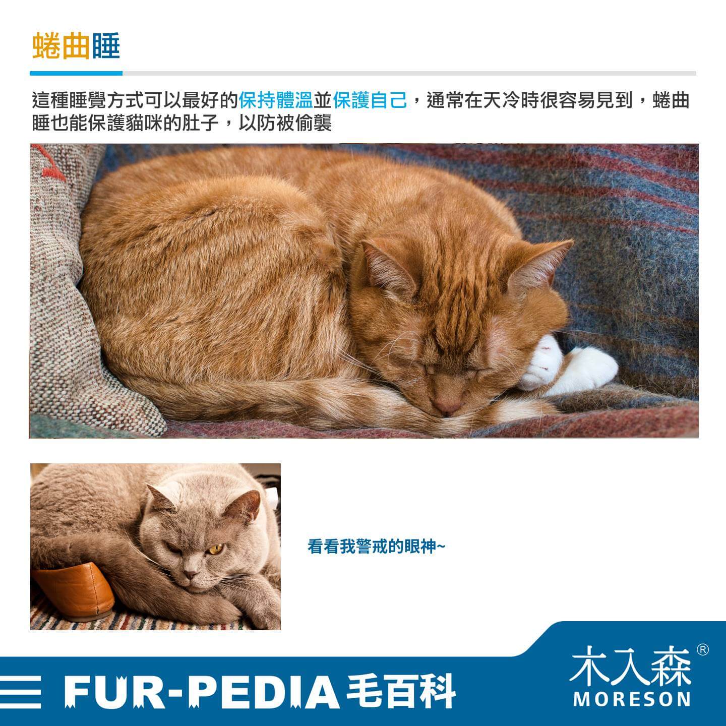 貓睡到翻肚是什麼意思? 5 種貓睡姿大解析,了解喵星人在想什麼! 貓睡到翻肚是什麼意思? 5 種貓睡姿大解析,了解喵星人在想什麼!