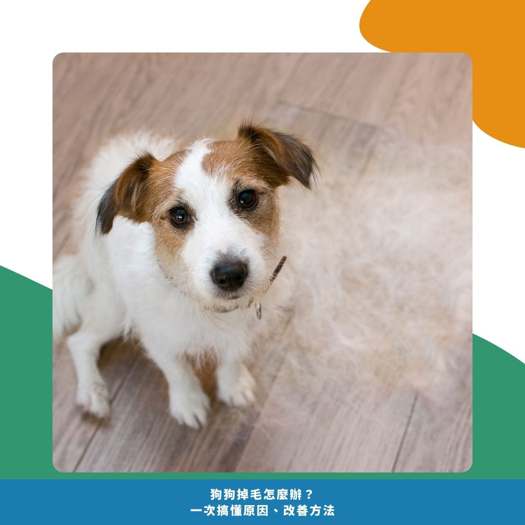 狗狗掉毛的原因有哪些？先判斷「正常還是不正常」