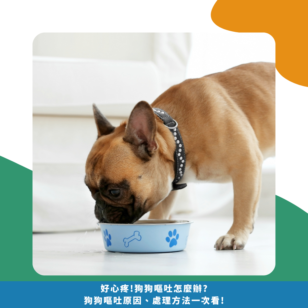 好心疼!狗狗嘔吐怎麼辦? 狗狗嘔吐原因、處理方法一次看!