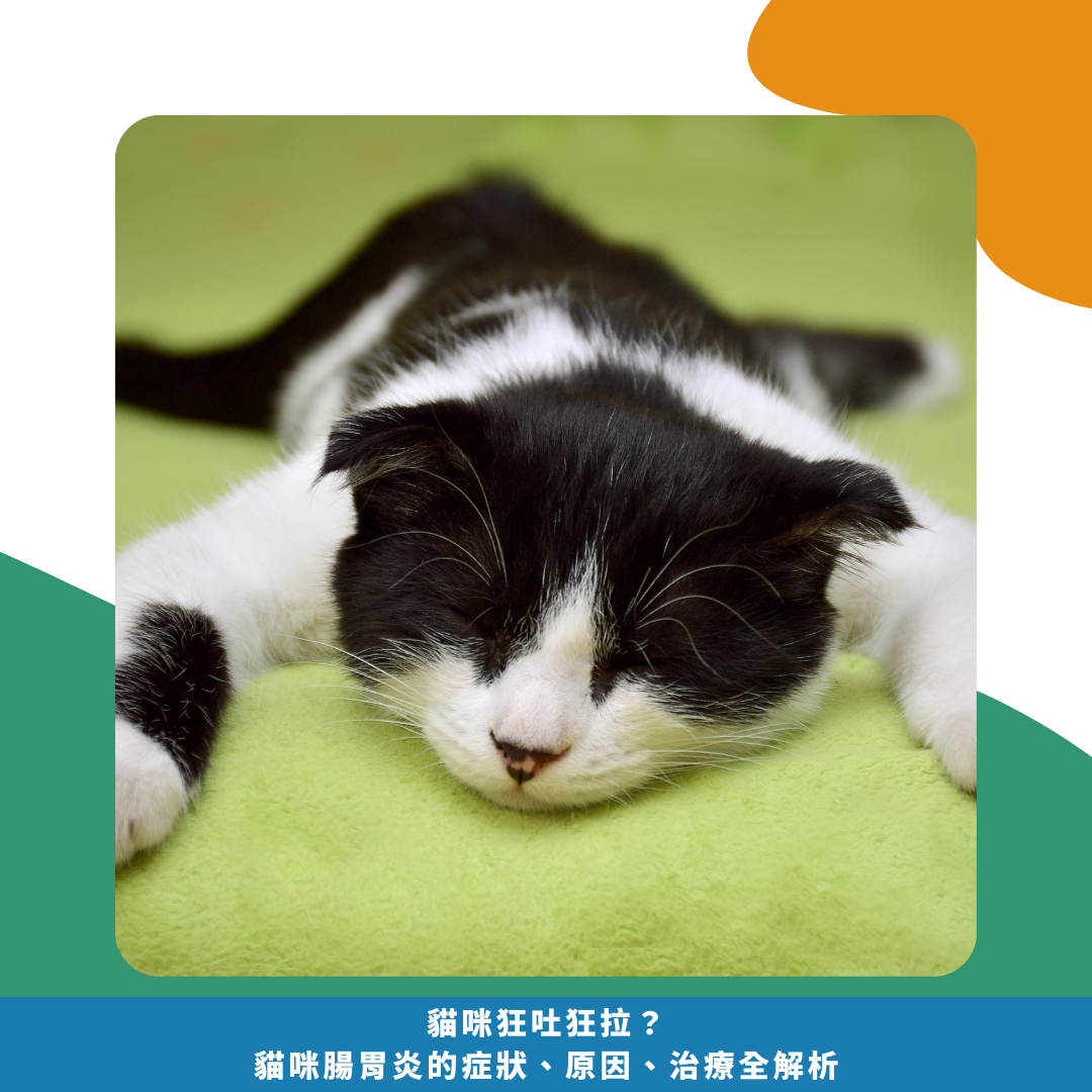 貓咪狂吐狂拉？小心這7大腸胃炎原因！貓咪腸胃炎的症狀、原因、治療全解析