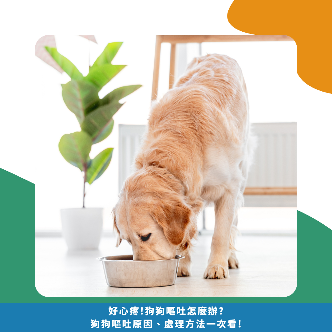好心疼!狗狗嘔吐怎麼辦? 狗狗嘔吐原因、處理方法一次看!