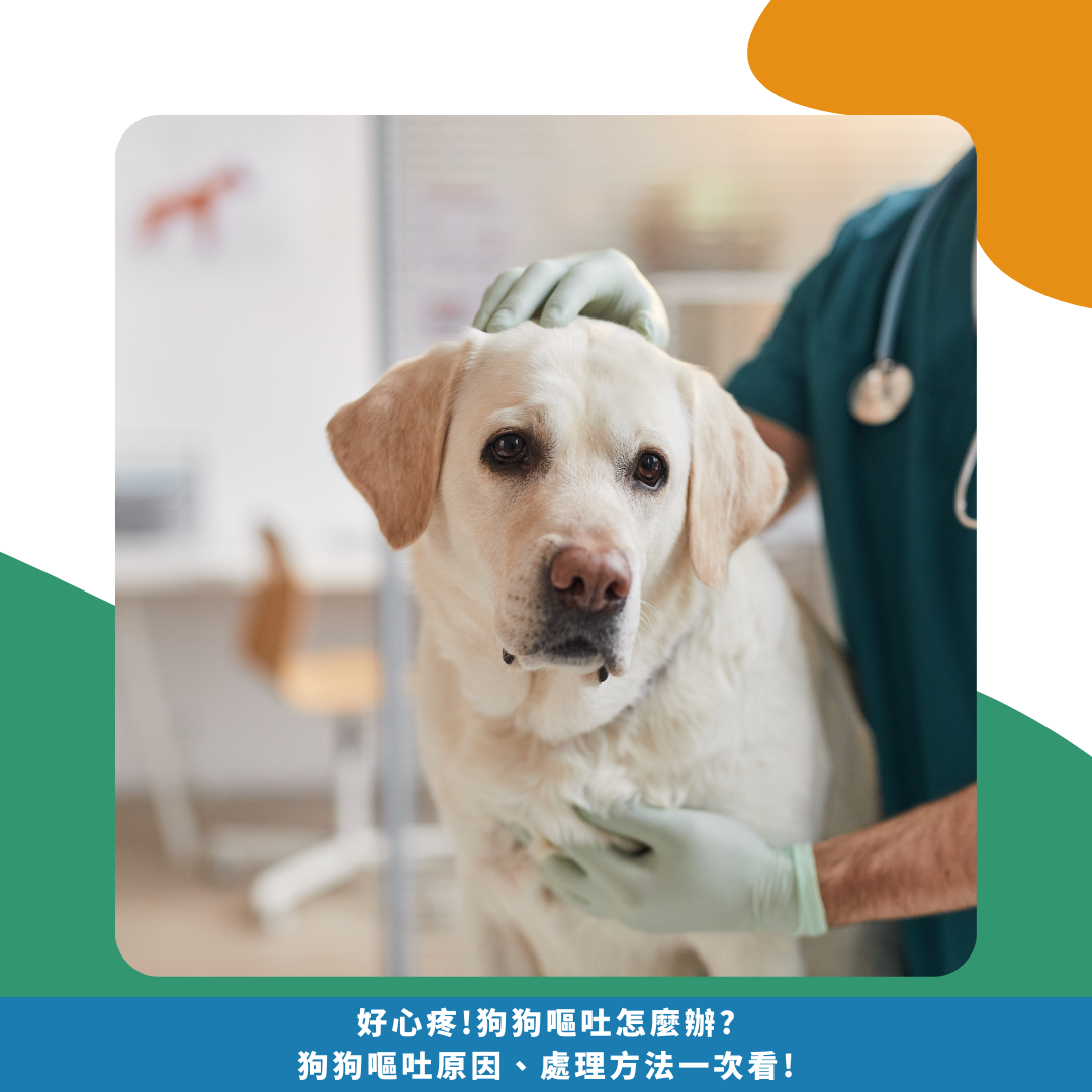 好心疼!狗狗嘔吐怎麼辦? 狗狗嘔吐原因、處理方法一次看!
