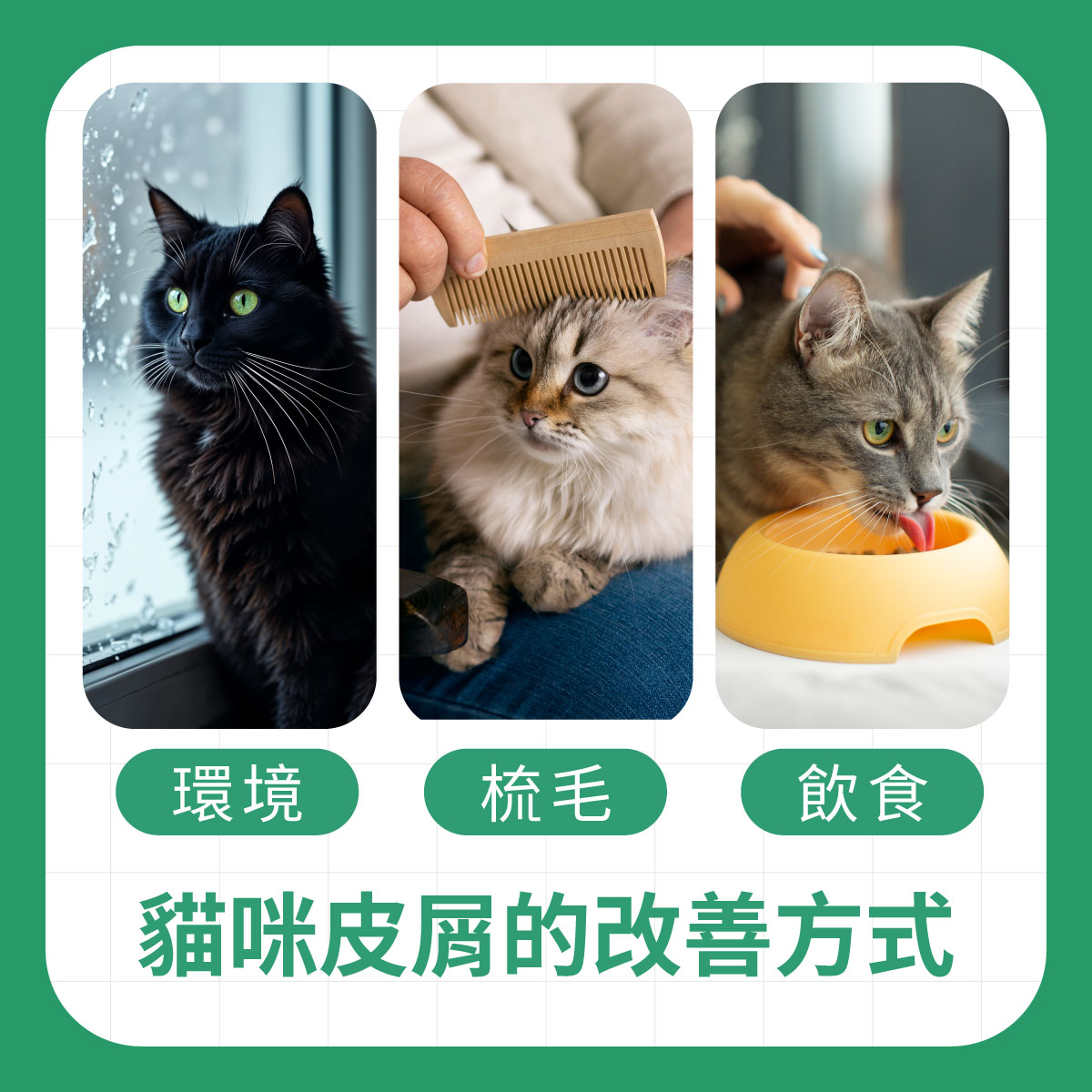 木入森小編建議環境、梳毛、飲食都是改善貓咪皮屑的方式