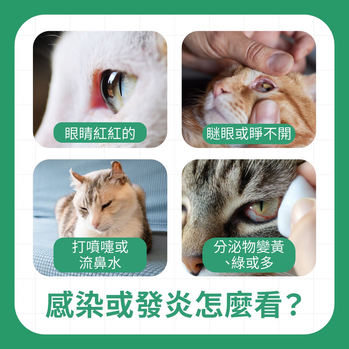多張貓咪眼睛異常情況，包括眼睛發紅、瞇眼無法完全睜開、打噴嚏以及分泌物變多或變色