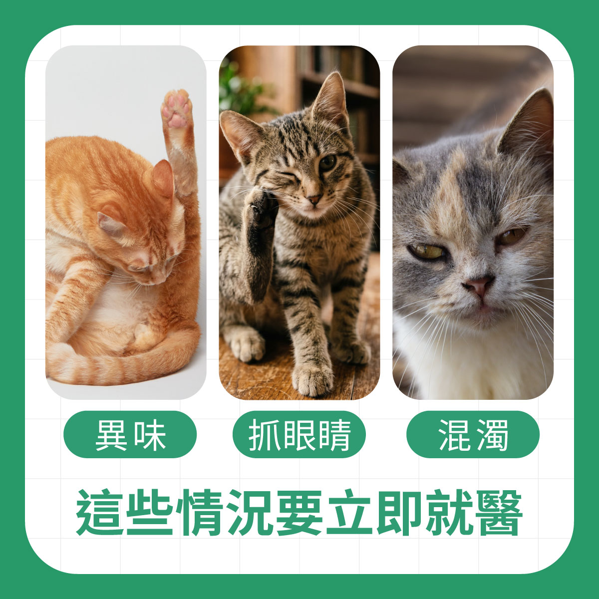 三隻貓咪分別出現舔毛時異味、頻繁抓眼以及眼睛混濁的情況，這些都是需要就醫的警訊