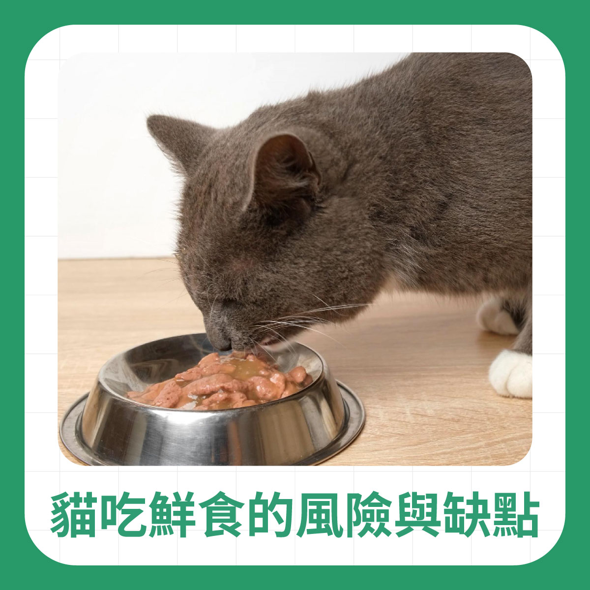 一隻灰色貓咪正在金屬碗中進食濕食，畫面用於說明貓咪食用鮮食可能的風險與營養問題