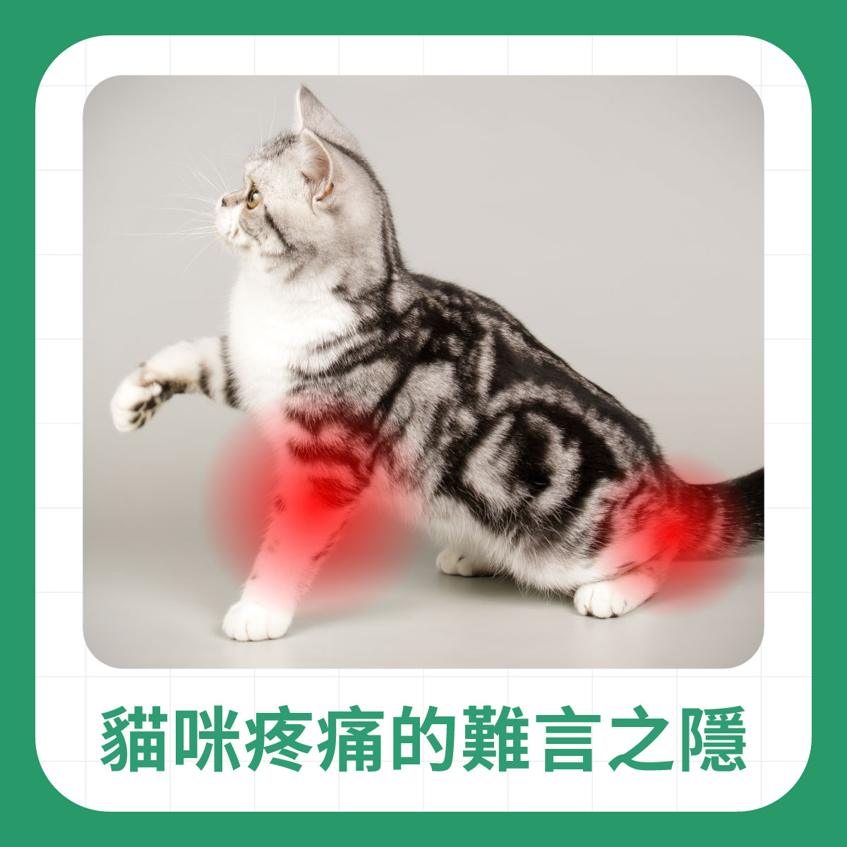 貓咪關節疼痛示意圖，標示四肢關節不適可能影響跳躍能力