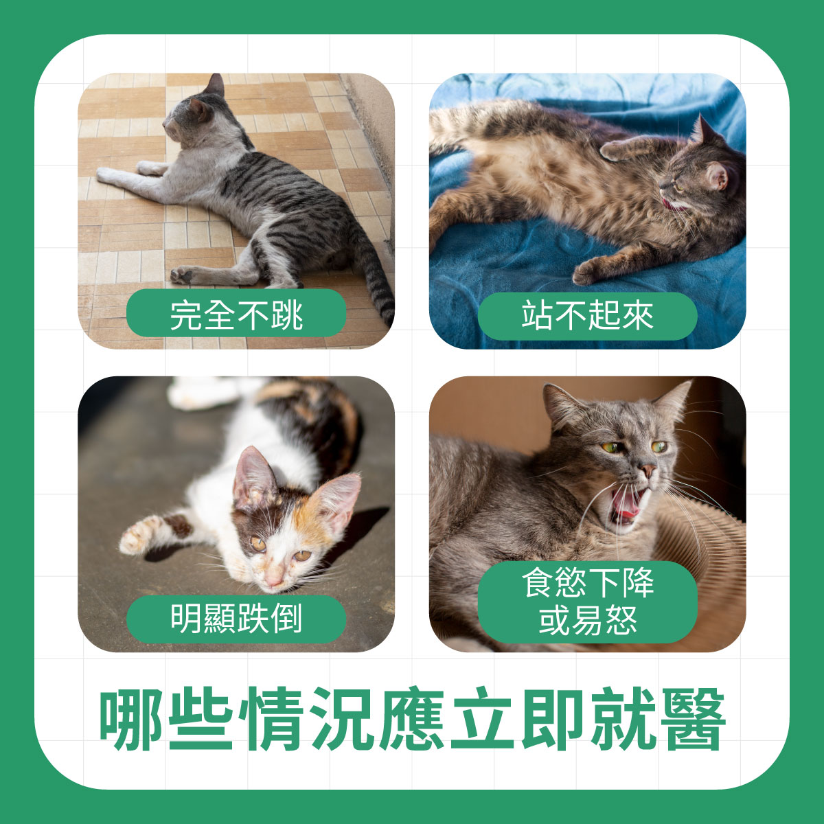 貓咪出現不跳、站不起來或食慾下降等狀況，就需要立即就醫