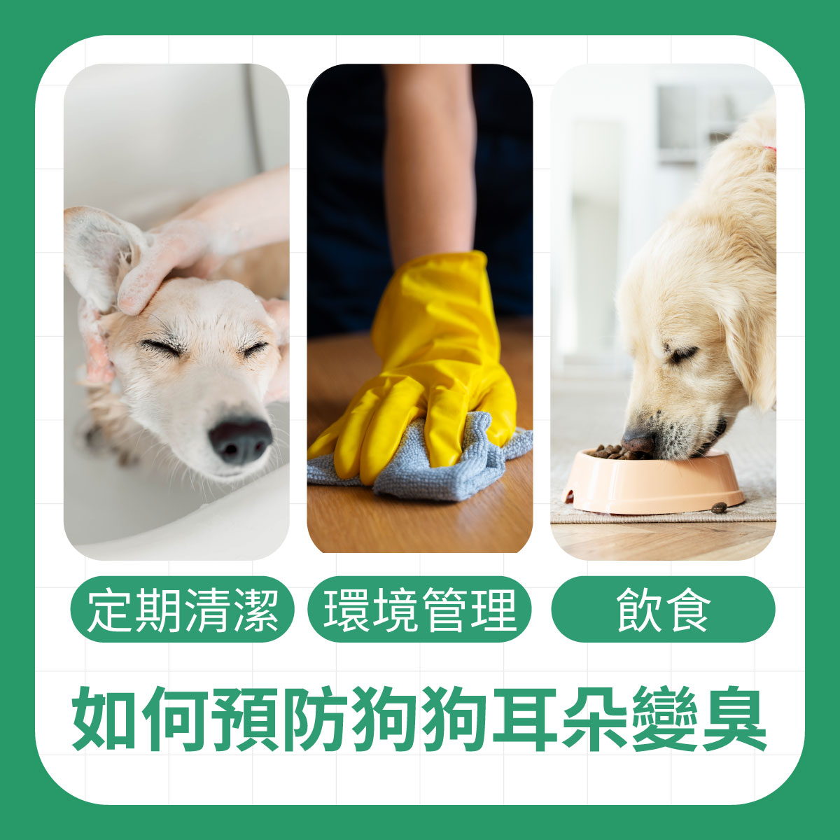 如何預防狗狗耳朵變臭，定期清潔狗狗耳朵、環境清掃、狗狗飲食都是很有效的方式