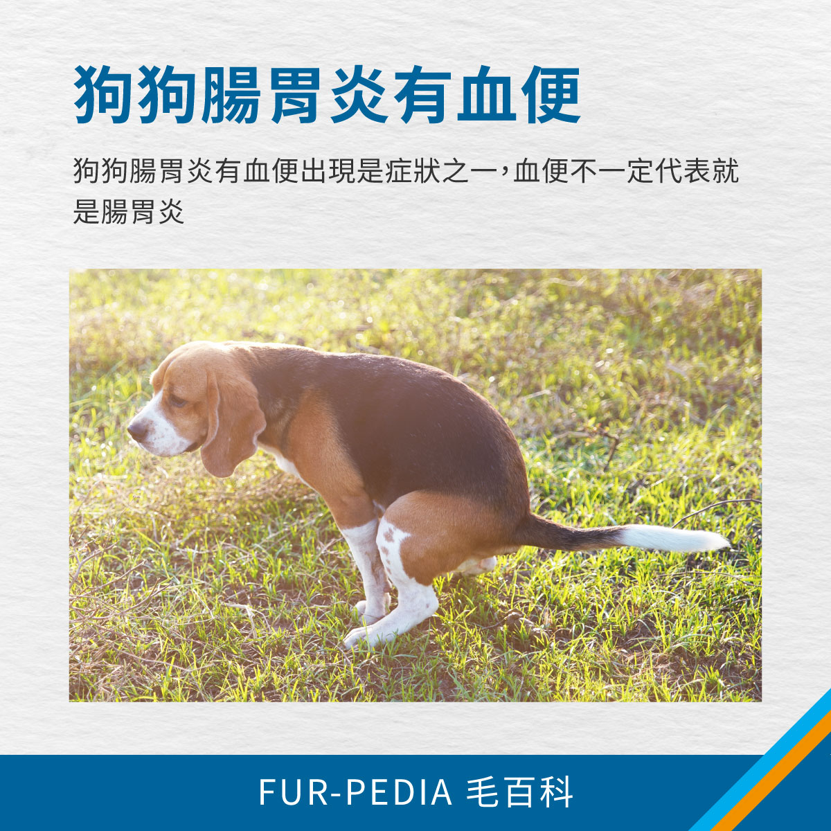 狗狗在草地上排便，說明狗狗腸胃炎可能出現血便，但血便不一定只代表腸胃炎