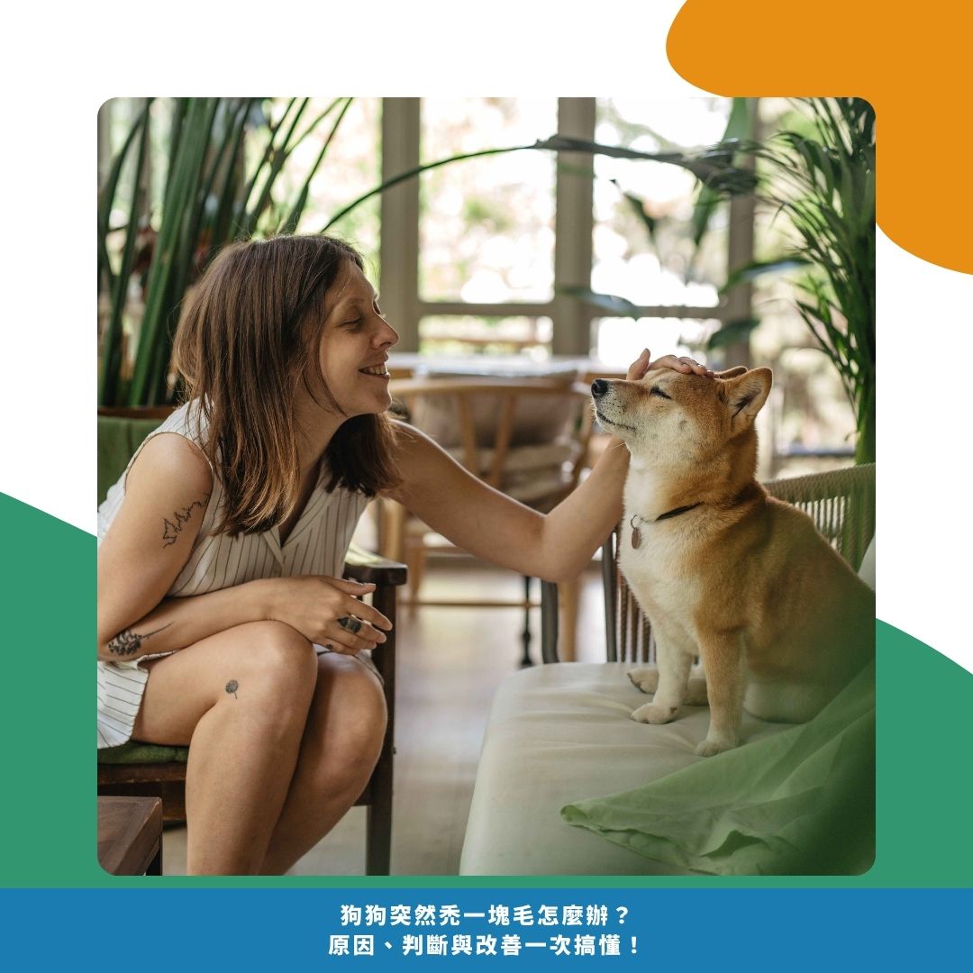 發現狗狗禿一塊毛後,飼主可以這樣做 發現狗狗禿一塊毛後,飼主可以這樣做