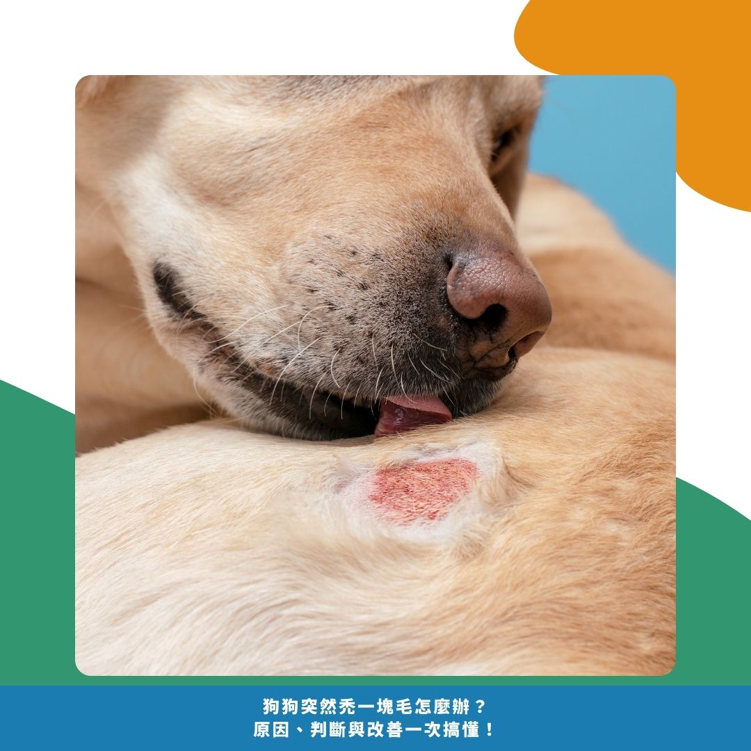 狗狗為什麼會突然禿一塊毛?常見4 種原因與建議 狗狗為什麼會突然禿一塊毛?常見4 種原因與建議