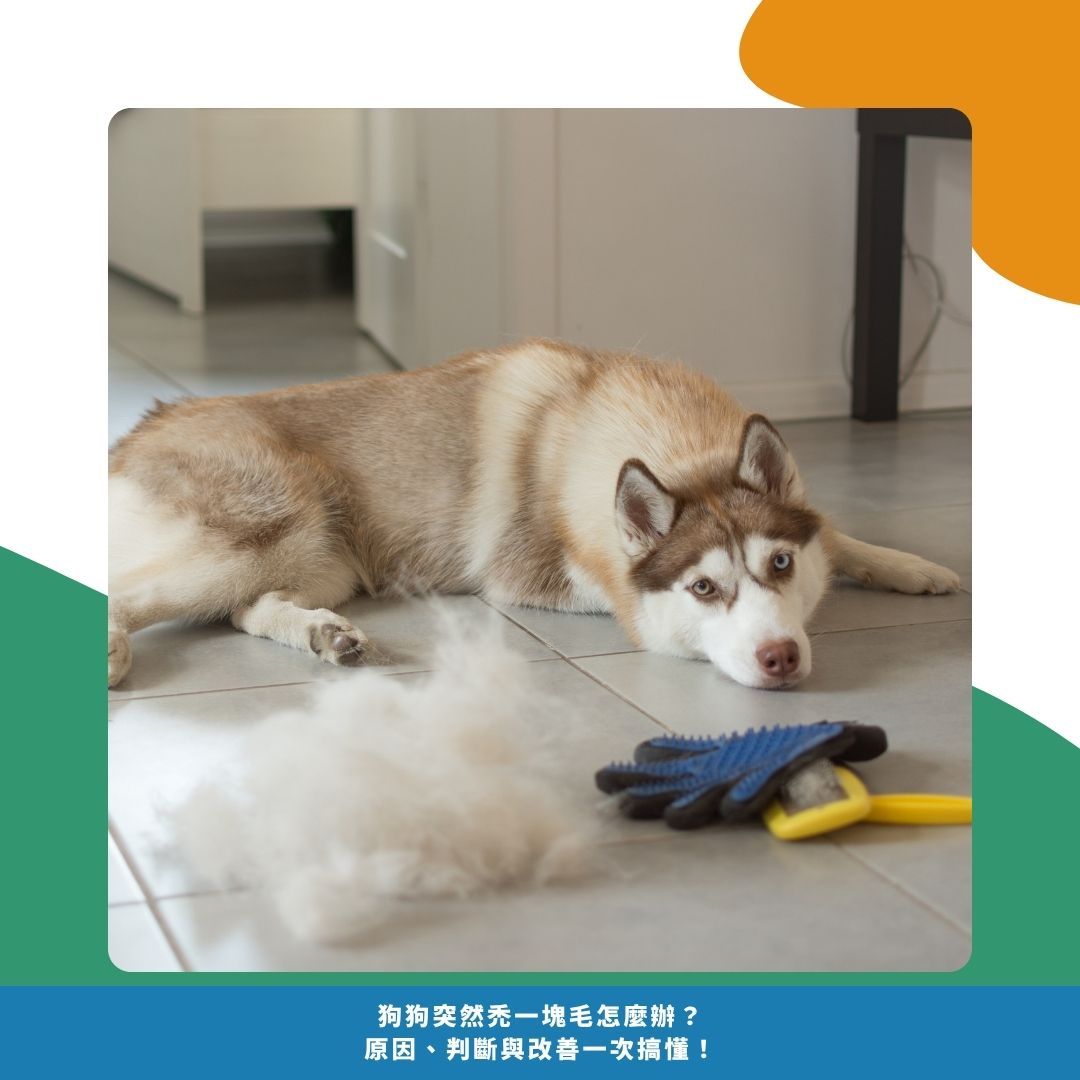 狗狗突然禿一塊毛是正常嗎?這些情況需特別留意 狗狗突然禿一塊毛是正常嗎?這些情況需特別留意