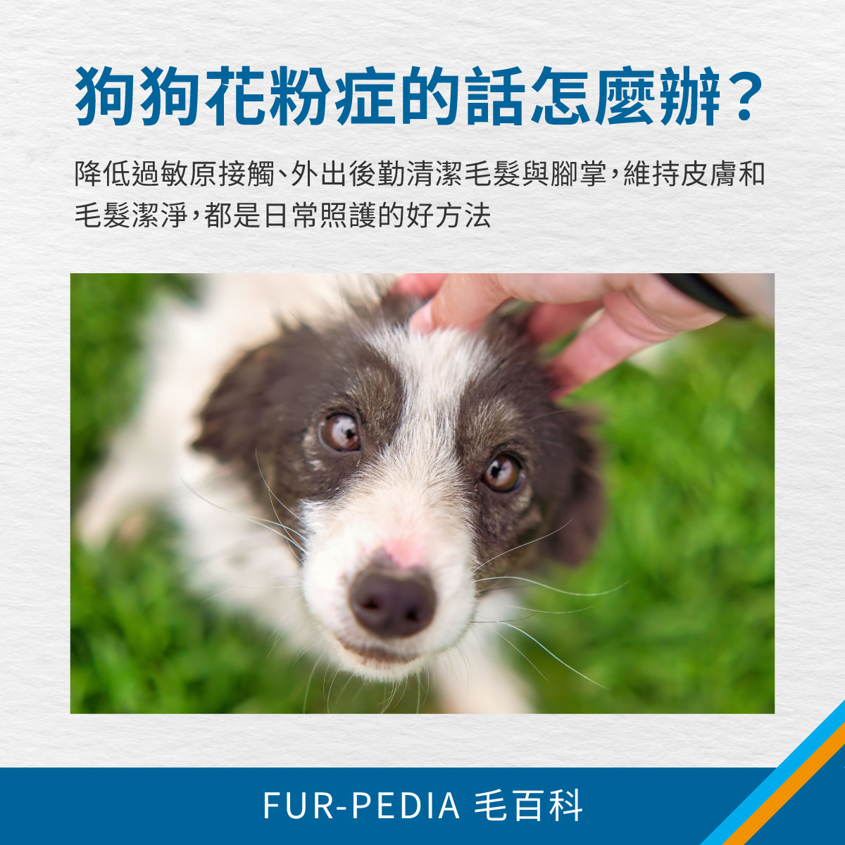 飼主在草地上撫摸狗狗頭部，說明狗狗花粉症可透過減少過敏原接觸與外出後清潔來照護