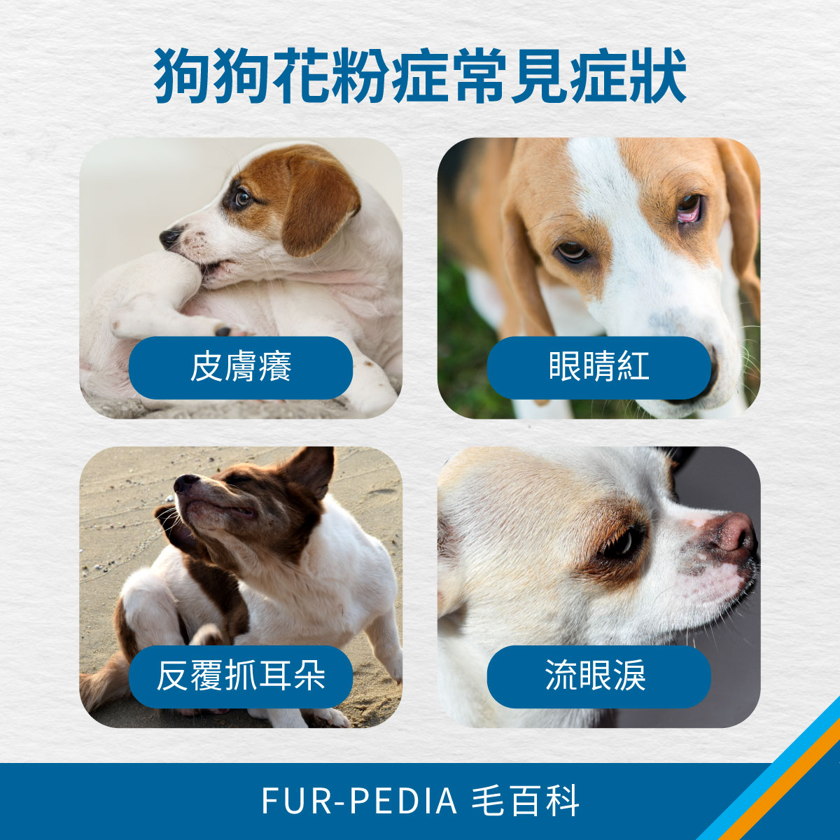 狗狗花粉症常見症狀示意圖，包含皮膚癢、眼睛紅、反覆抓耳朵與流眼淚等季節性過敏表現