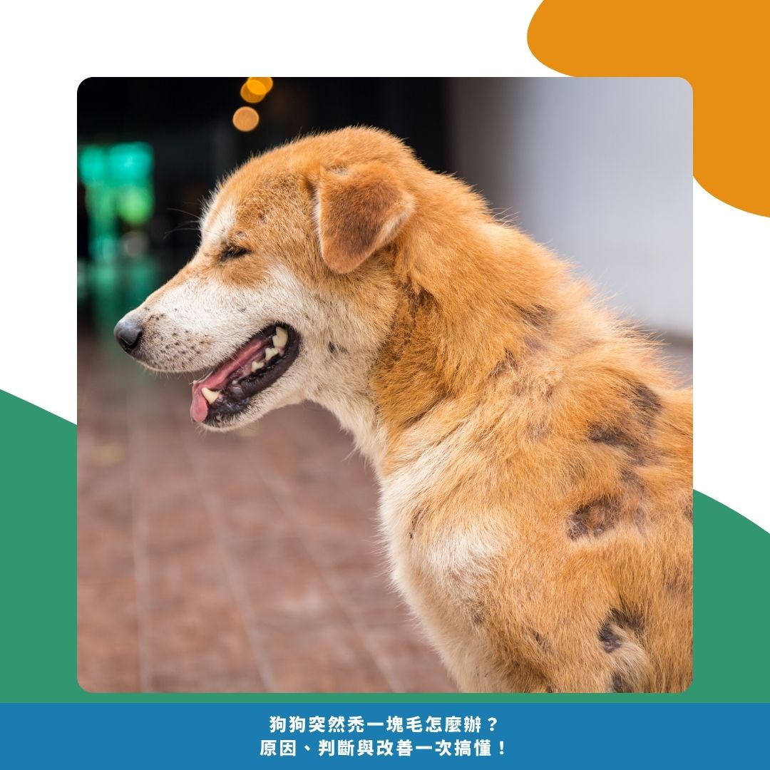 從狗狗的行為與外觀判斷掉毛狀況 從狗狗的行為與外觀判斷掉毛狀況