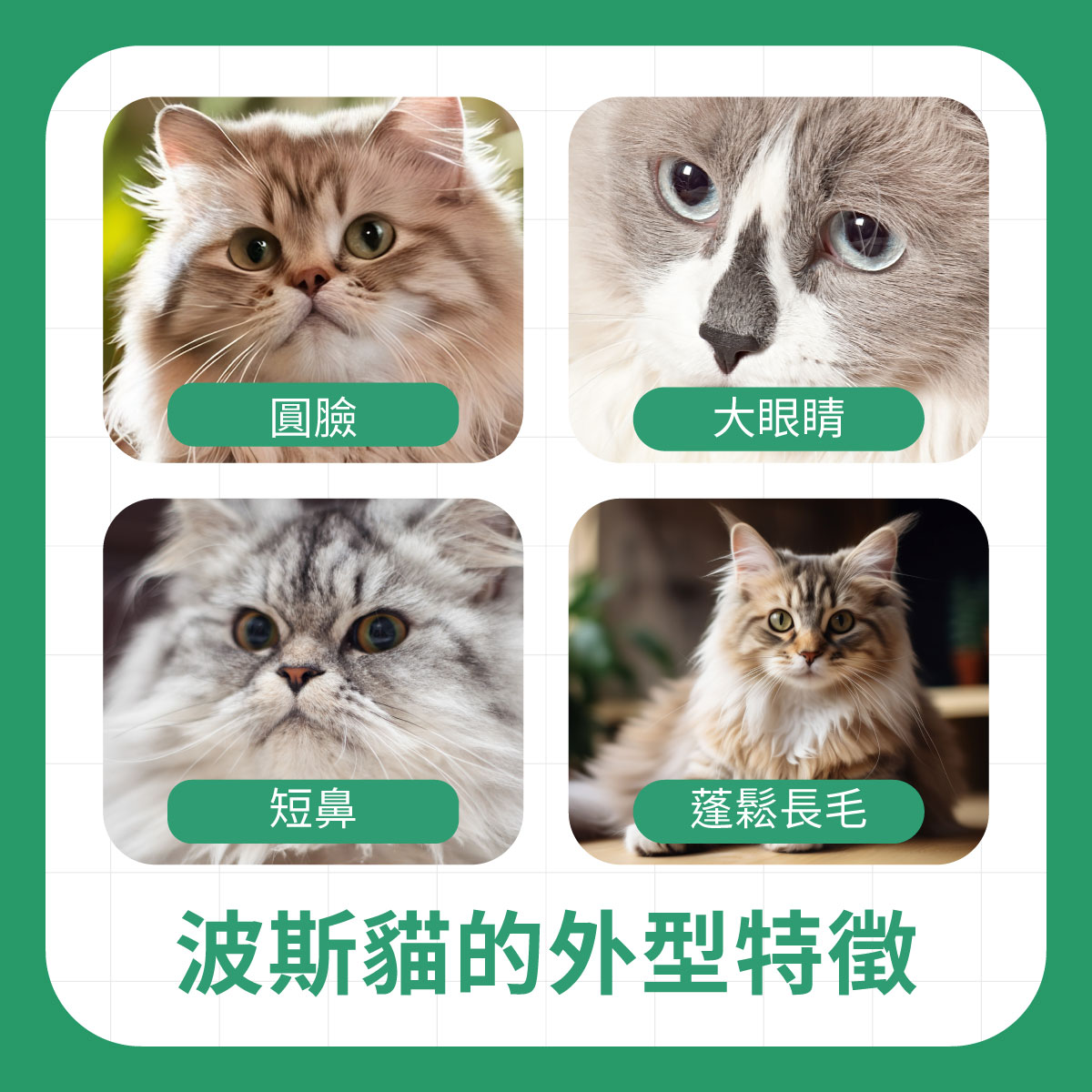 四張波斯貓外型特徵示意圖，呈現圓臉、大眼睛、短鼻與蓬鬆長毛等品種特色