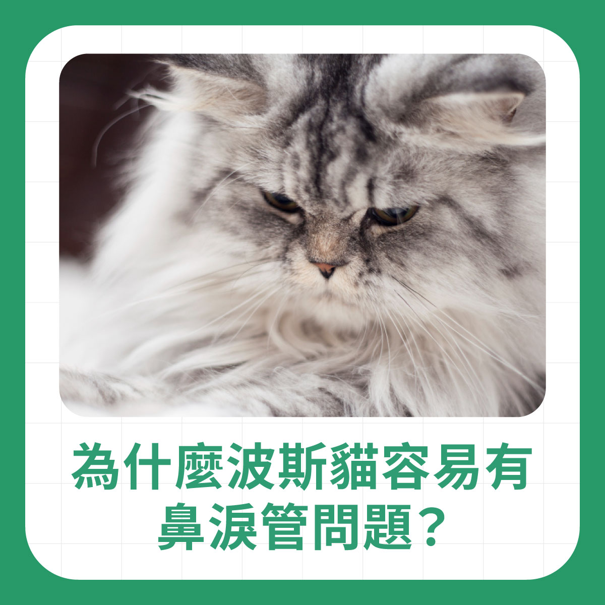 長毛波斯貓眼周看起來濕潤，說明波斯貓因短鼻臉型較容易出現鼻淚管排水不順與淚痕問題