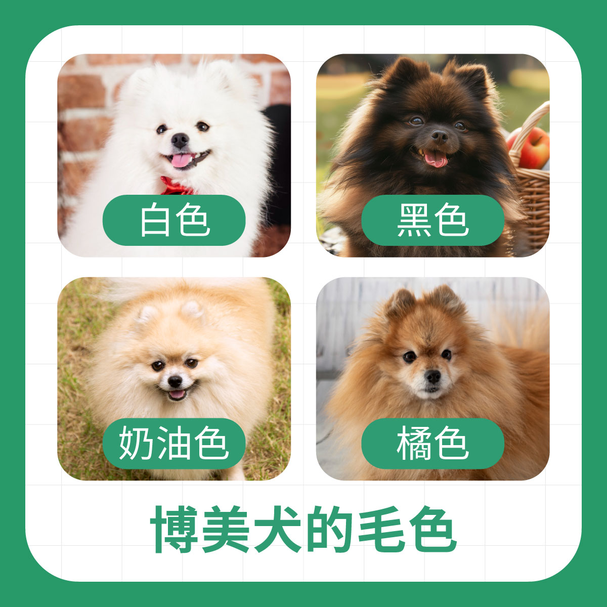 四張博美犬照片組成的拼圖，分別展示白色、黑色、奶油色與橘色毛色的博美犬外觀，用於說明常見毛色分類