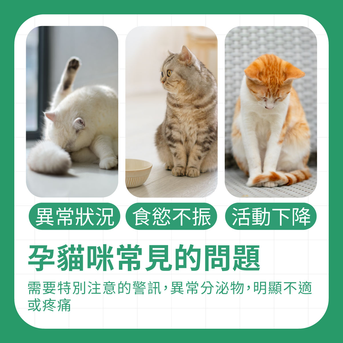 貓咪懷孕時出現異常狀況、食慾不振、活動下降都是常見的問題，需要飼主多加留意毛孩