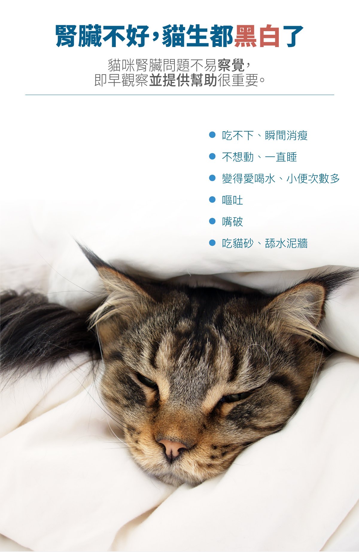 木入森 貓咪保腎利｜貓咪腎臟保健食品_2