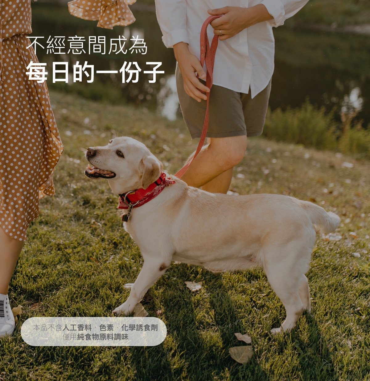 木入森 犬寶D藻鈣｜狗狗補鈣推薦_13