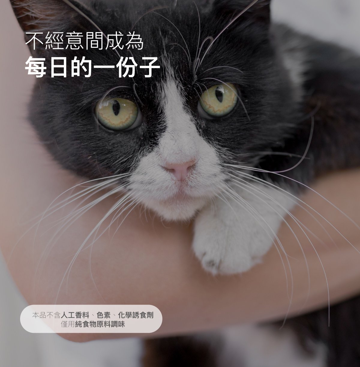 木入森 貓咪D藻鈣｜貓咪補鈣推薦_14