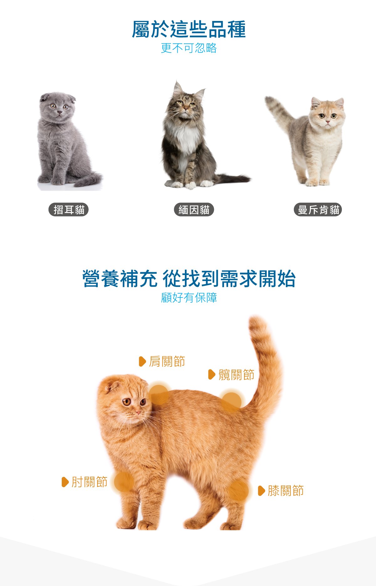 木入森 貓咪有關膝｜貓咪關節保健食品_4