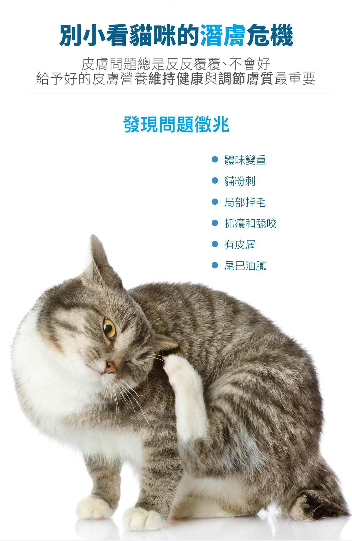 木入森 貓咪膚立好｜貓咪皮膚保健食品_2