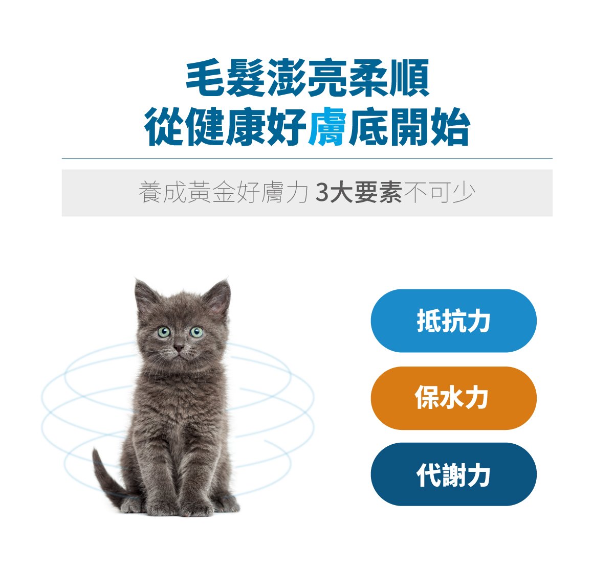 木入森 貓咪膚立好｜貓咪皮膚保健食品_6